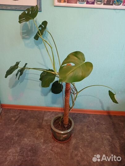 Монстера в керамическом горшке