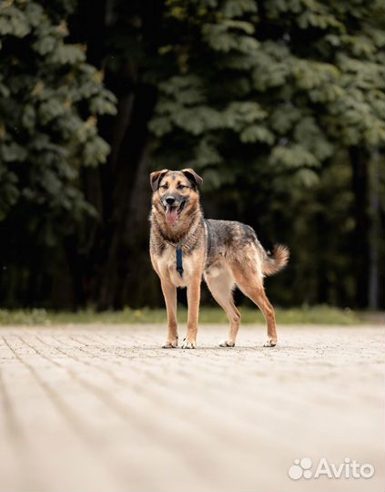 Пёс в добрые руки