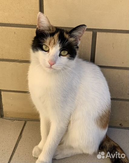 Счастье в дом