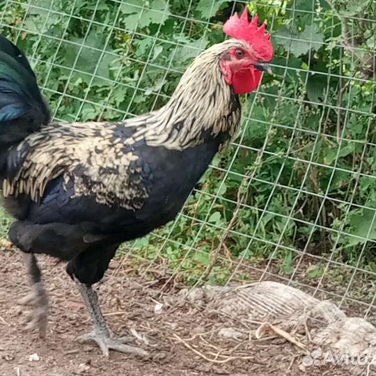 Петух молодой породы Маран золотой -кукушечный