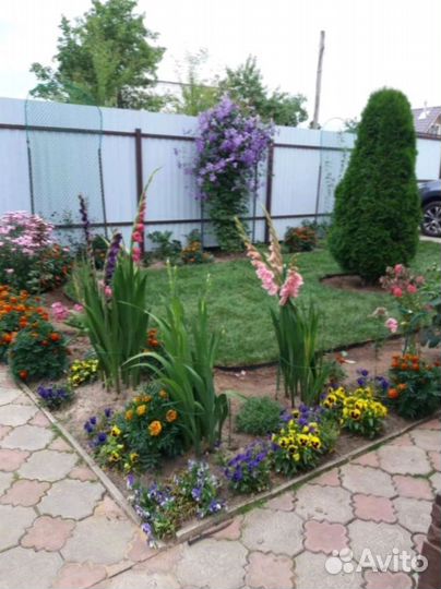 Рулонный газон для дачи и сада