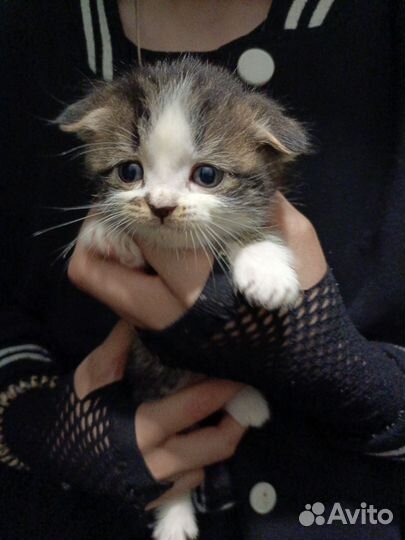 Британские вислоухие котята