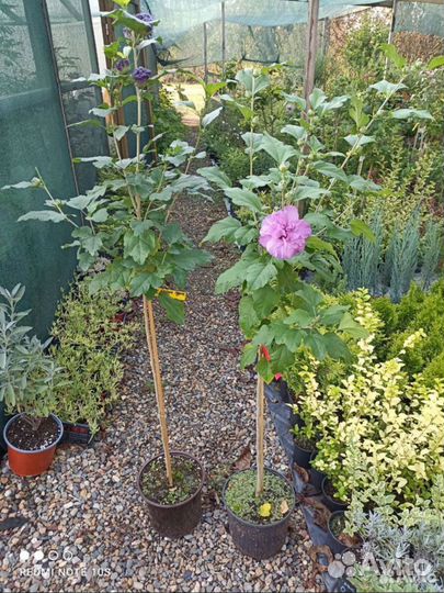 Гибискус махровый на штамбе