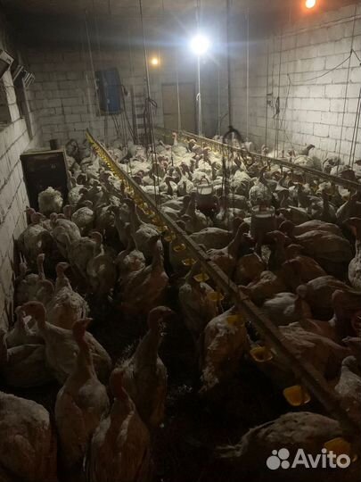 Индюшата подрощенные