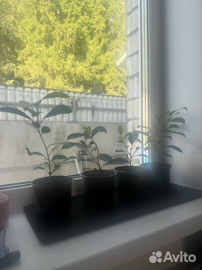 Фикус микрокарпа