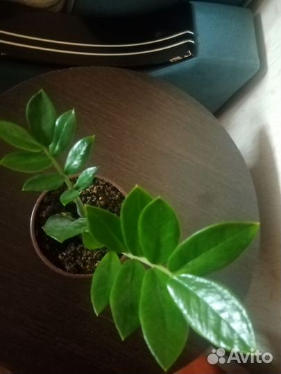 Замиокулькас