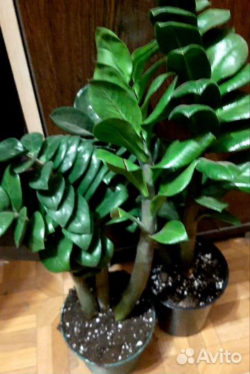 Замиокулькас зензи