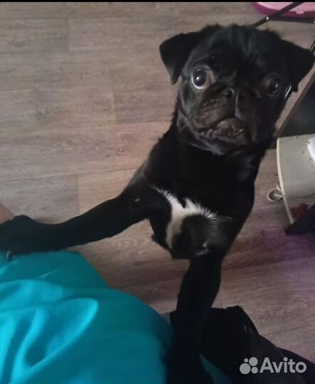 Мопс девочка