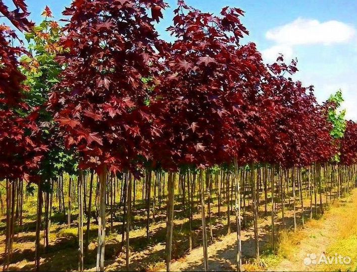 Лиственные на штамбе /В розницу