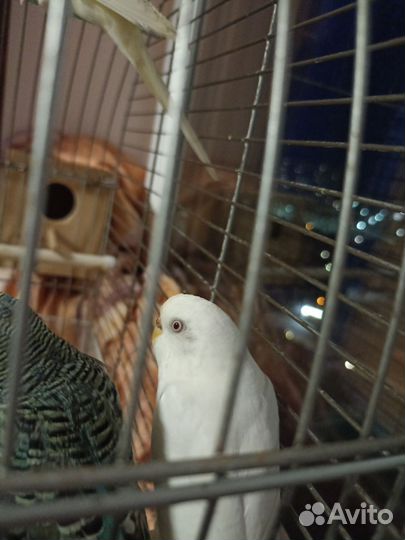 Волнистые попугаи с клеткой