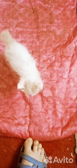 Курильский бобтейл