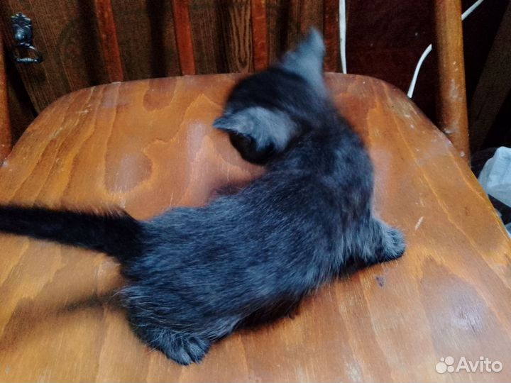 Кошки в добрые руки