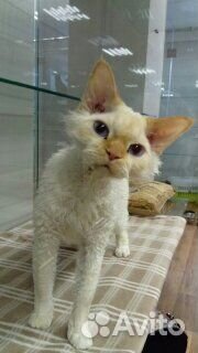 Оборудование гостиницы для животных