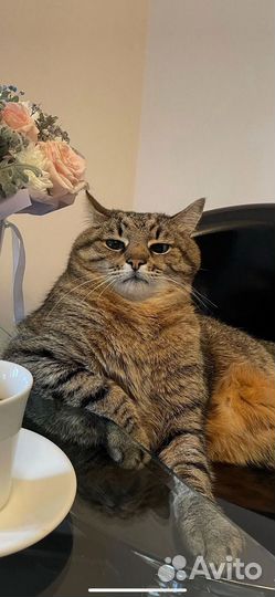 Смм специалист