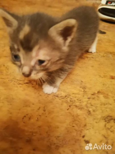 Котята могут остаться без зрения