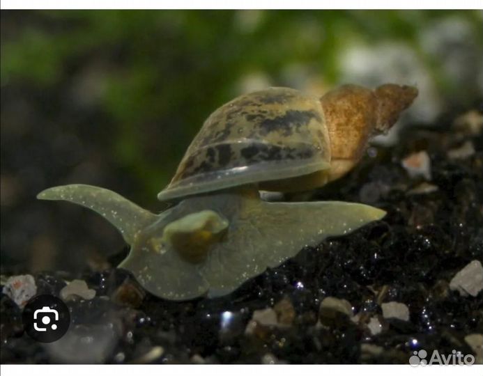 Улитка покемон