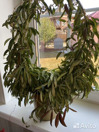 Хойя Kentiana variegata