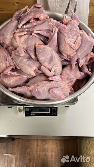Мясо цыпленка бройлера
