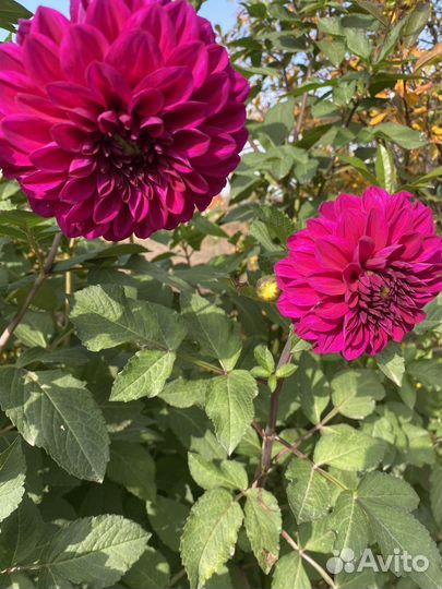 Крупные клубни многолетних георгинов