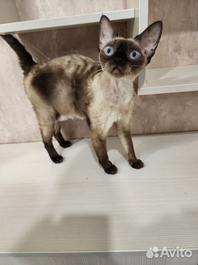 Девон рекс кошечка