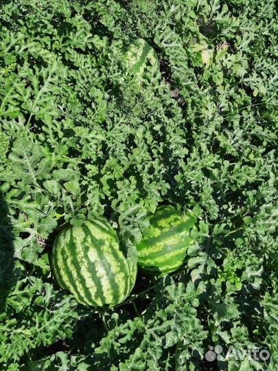 Продам арбуз оптом