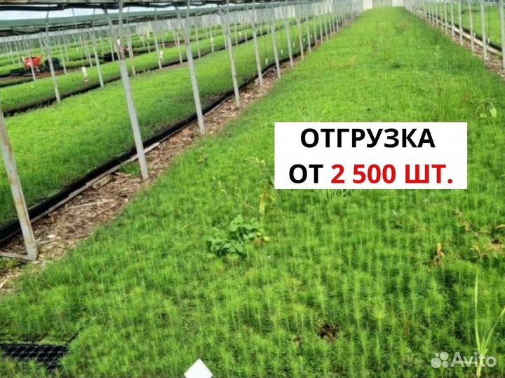 Саженцы сосны зкс оптом