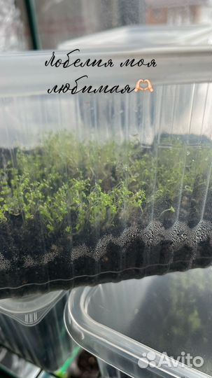 Рассада Лобелии голубая и бордо