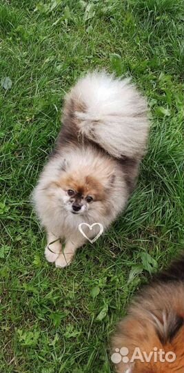 Передержка маленьких собак