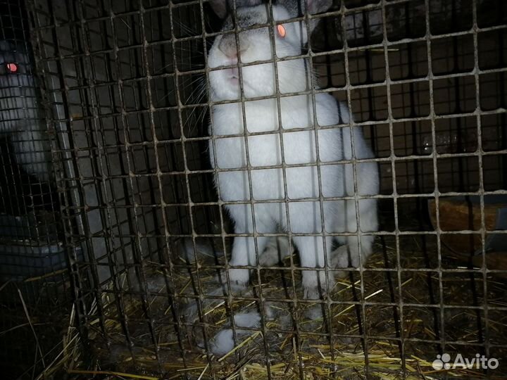Продам кроликов