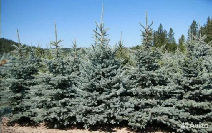 Ель голубая