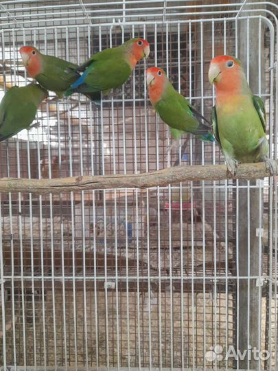 Попугаи с питомника