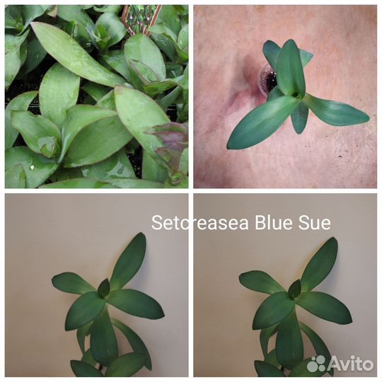 Традесканции альбом 2