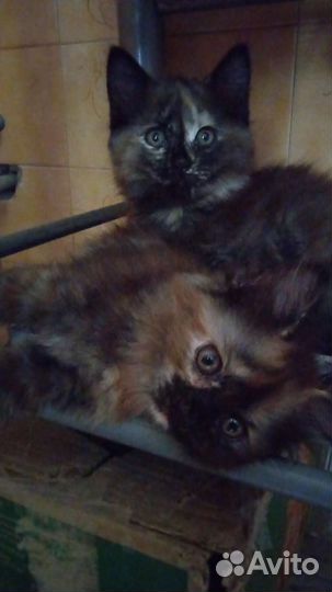 Котята