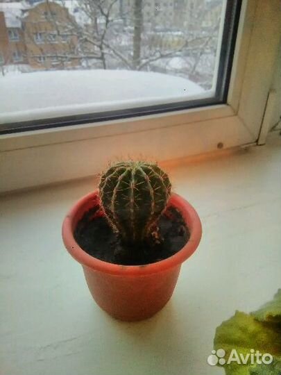 Декабрист сортовой и другие комнатные цветы