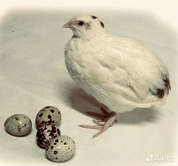 Техасский перепел несушки