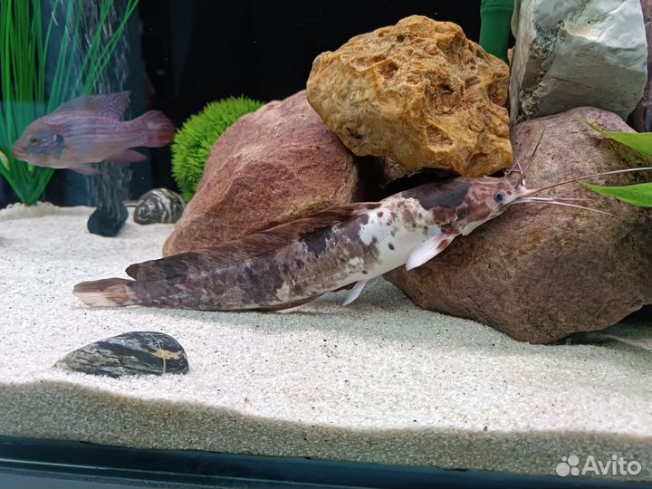 Сом Клариус