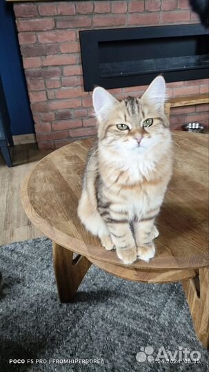 Сибирские котята