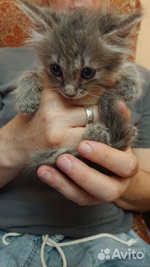 Пушистые котятки лапатусечки:)
