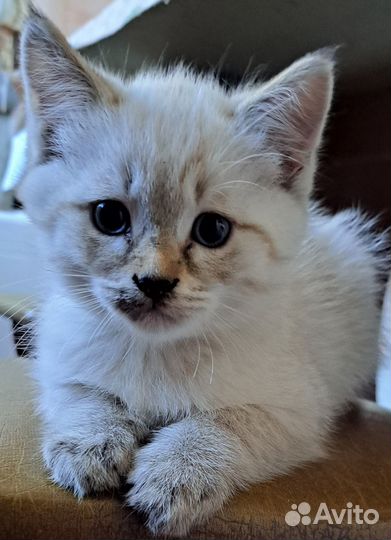 Котята в добрые руки бесплатно