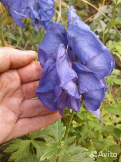 Аконит Фишера