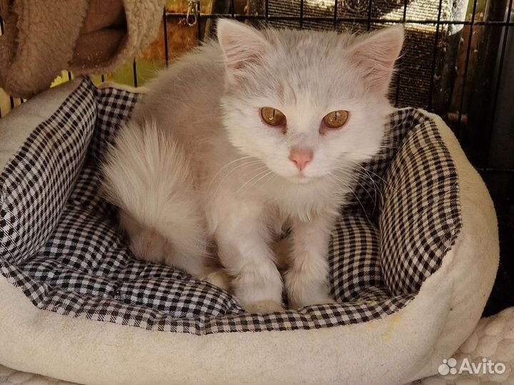 Британка длинношерстная Ласка бесплатно