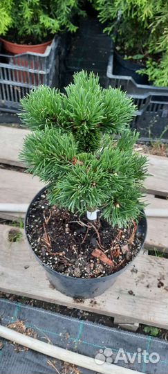 Сосна Якобсен