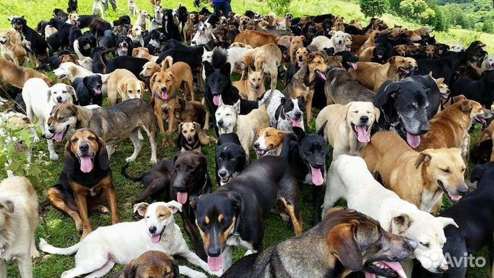 Приют,много собак