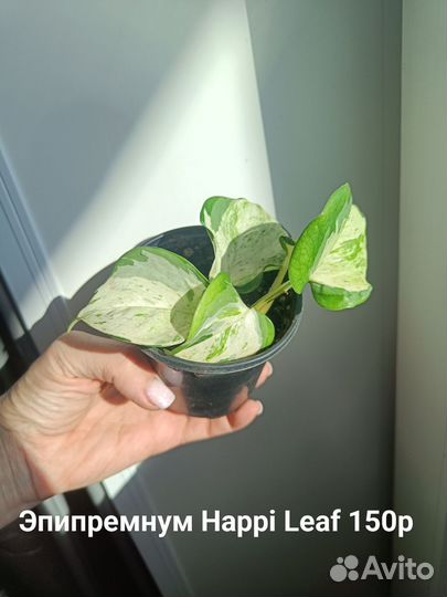 Эпипремнум