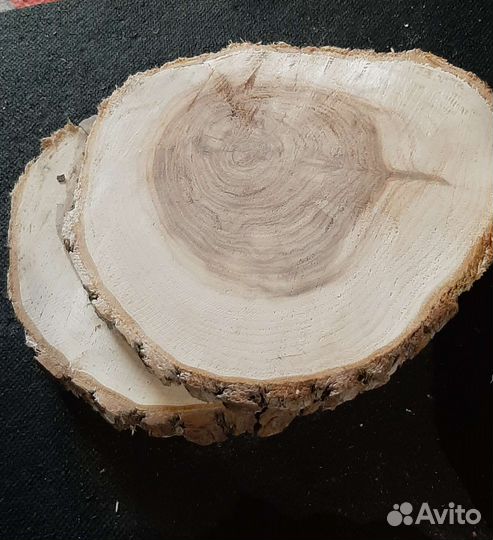 Спилы большие дуба