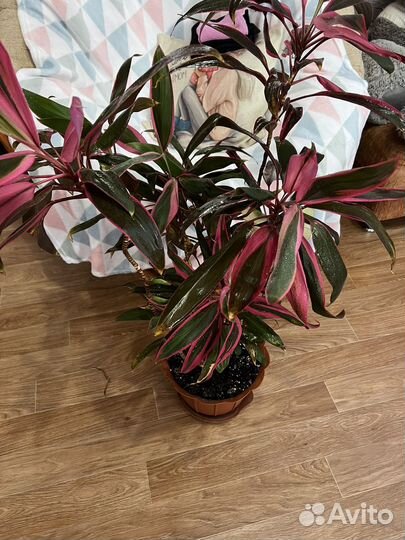 Живые цветы в горшках