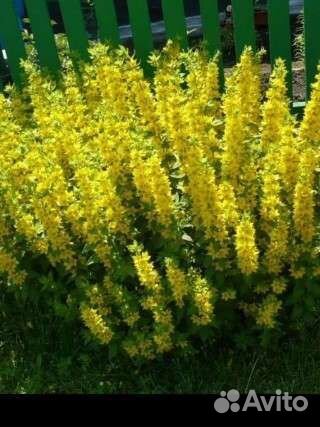 Многолетние садовые растения