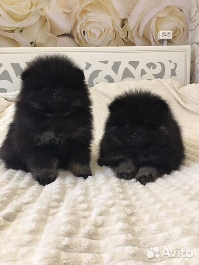 Померанский шпиц