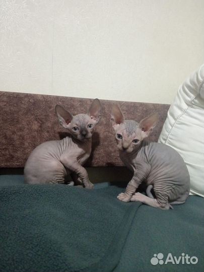 Канадский сфинкс котенок