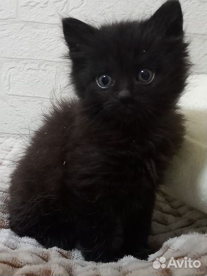 Котики бесплатно